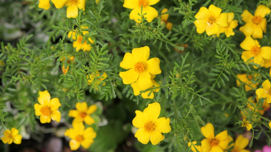 Aksamitník, afrikán (Tagetes) 