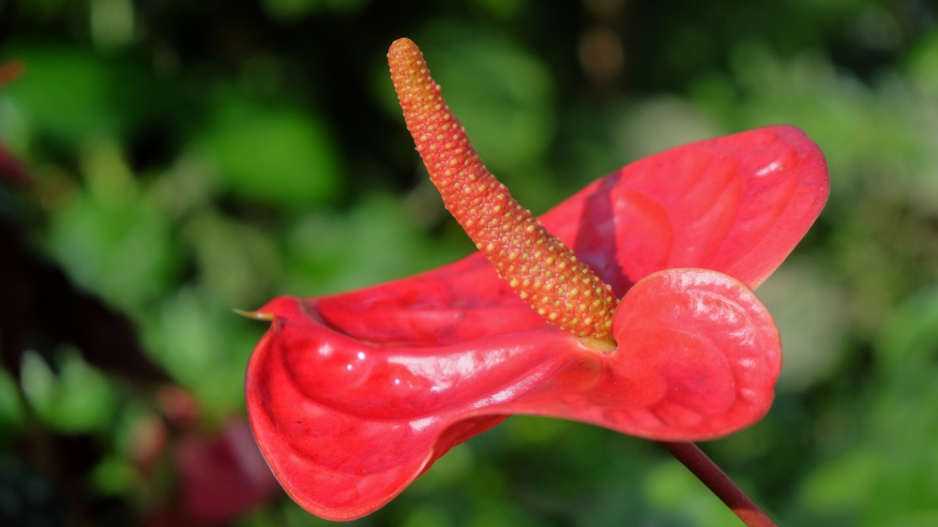 Anturie, toulitka (Anthurium) 