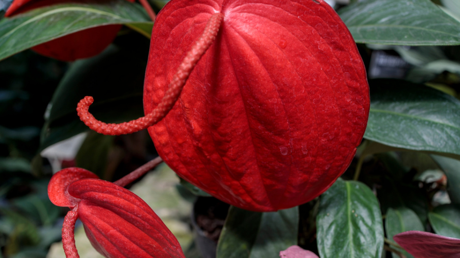 Anturie, toulitka (Anthurium) 