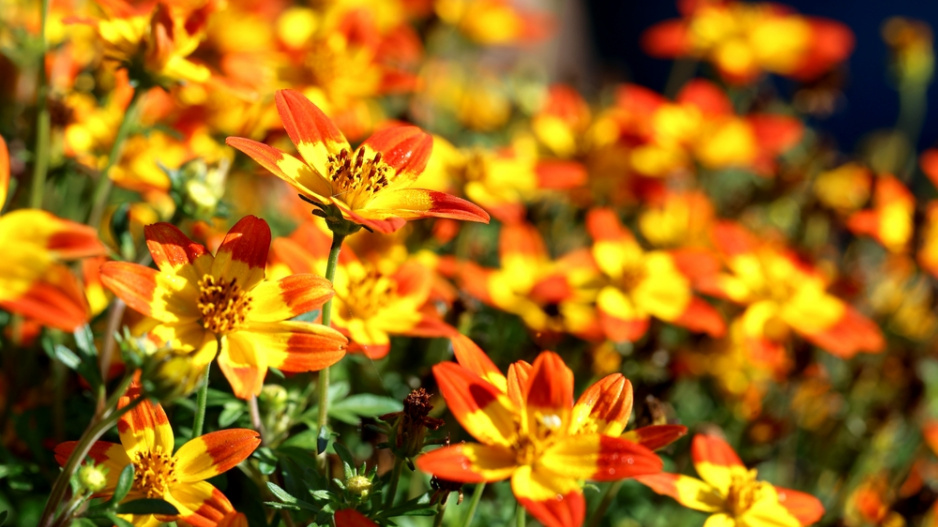 Dvouzubec (Bidens) 