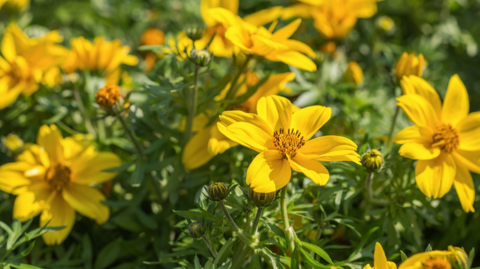 Dvouzubec (Bidens) 