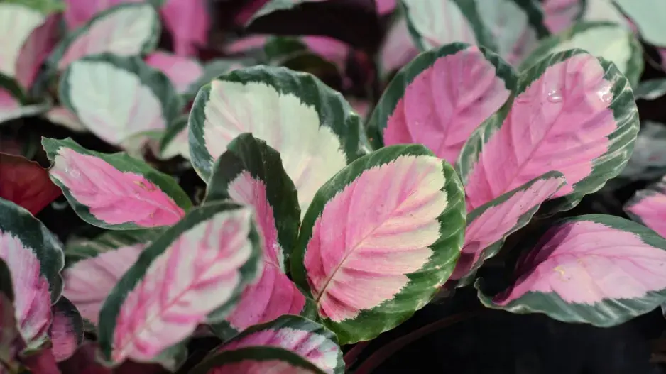 Calathea crimson