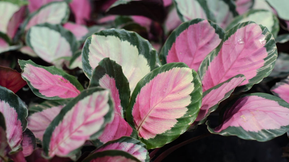 Calathea crimson