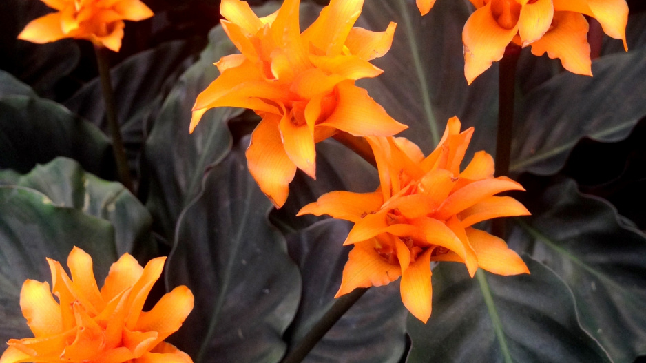 Calathea crocata