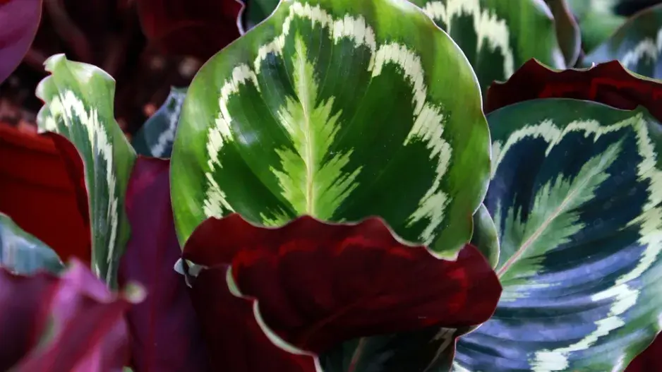 Calathea roseopicta