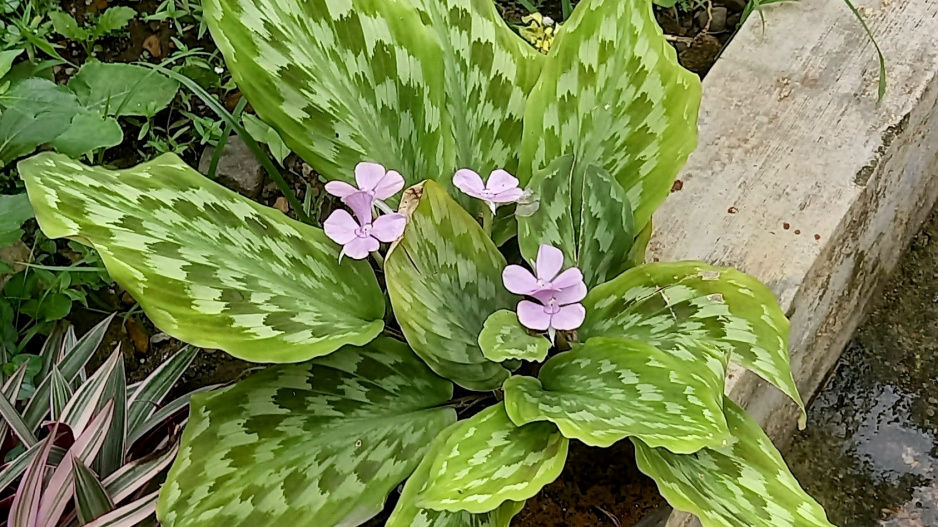 Kalatea zebrina