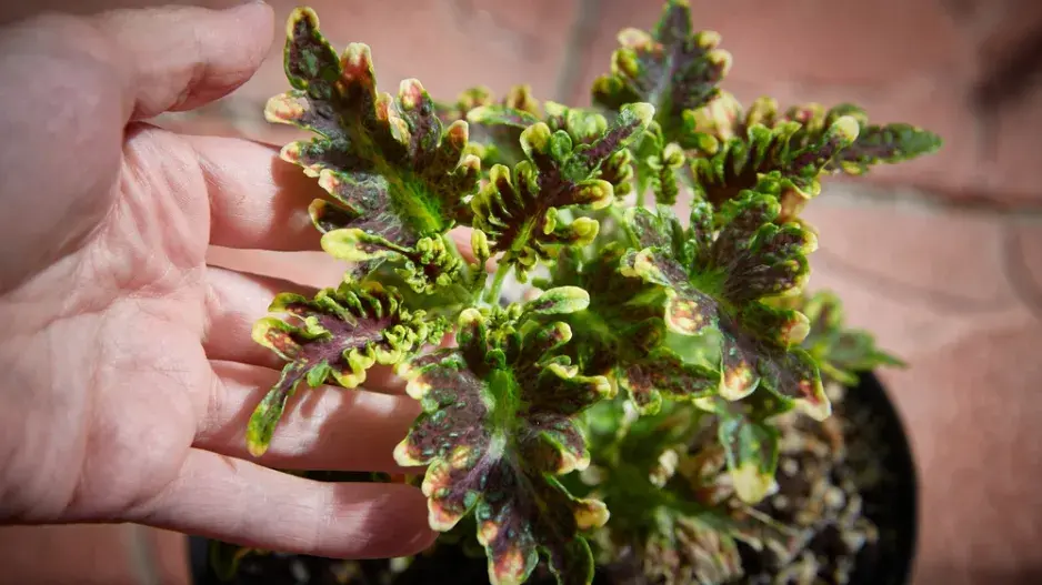 Africká kopřiva (Coleus blumei)  Africká kopřiva (Coleus blumei)