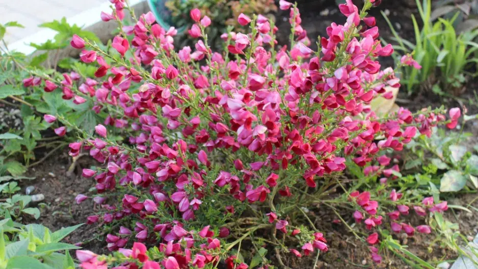 Čilimník (Cytisus) Čilimník (Cytisus)