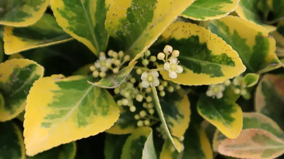 Brslen japonský (Euonymus japonicus) Brslen japonský (Euonymus japonicus)