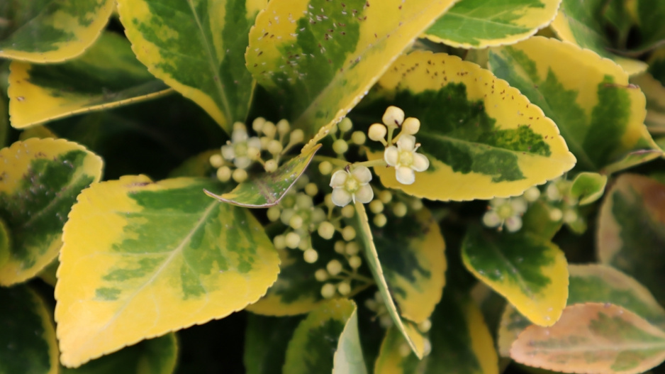 Brslen japonský (Euonymus japonicus)