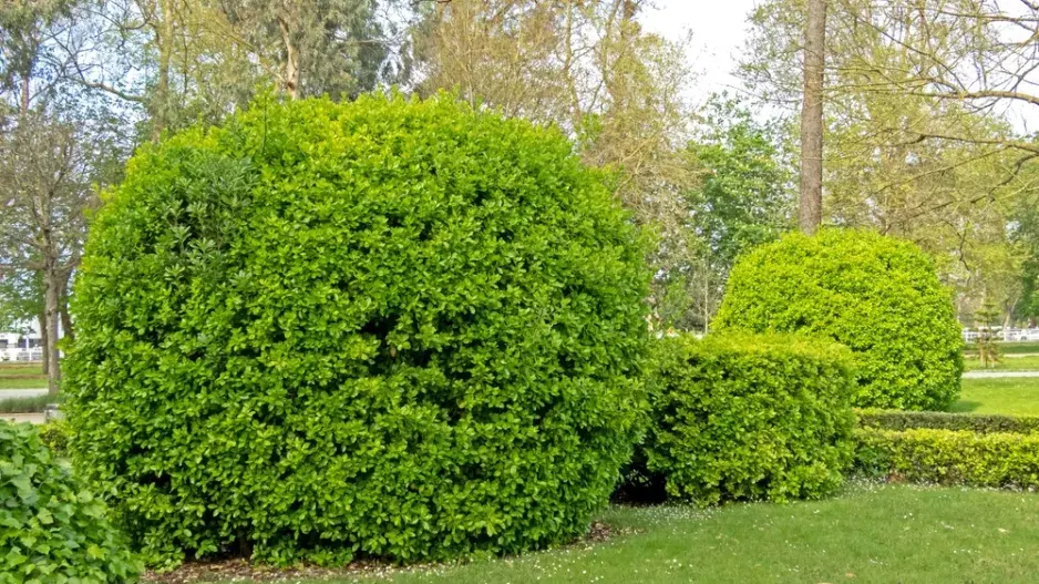 Brslen japonský (Euonymus japonicus)