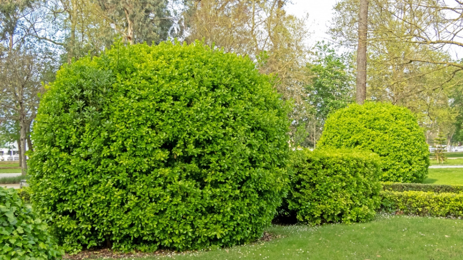 Brslen japonský (Euonymus japonicus)