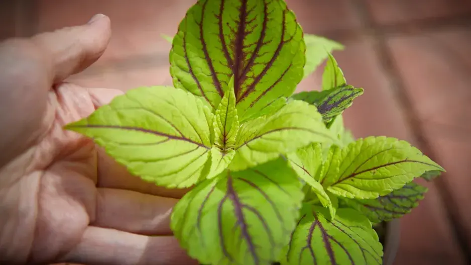 Africká kopřiva (Coleus blumei)  Africká kopřiva (Coleus blumei)
