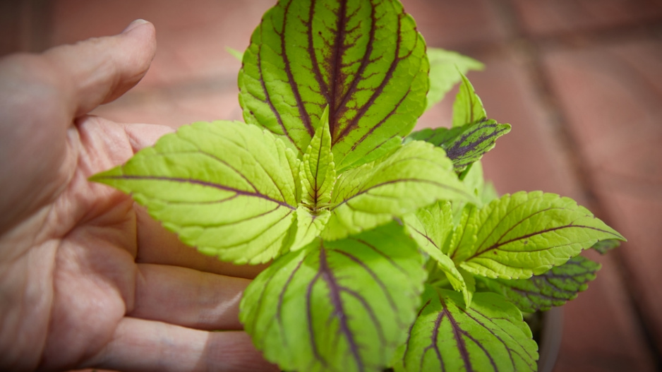 Africká kopřiva (Coleus blumei) 