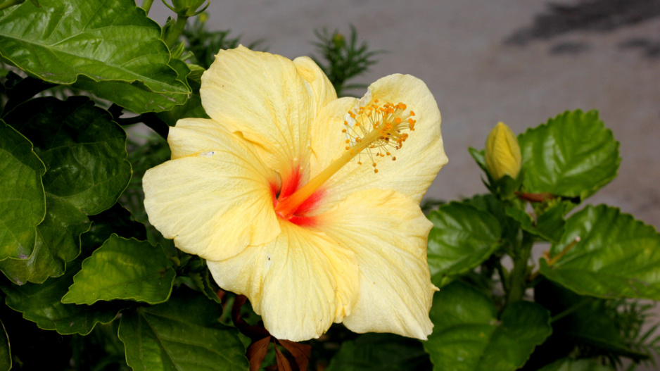 ibišek čínský (Hibiscus rosa-sinensis) 