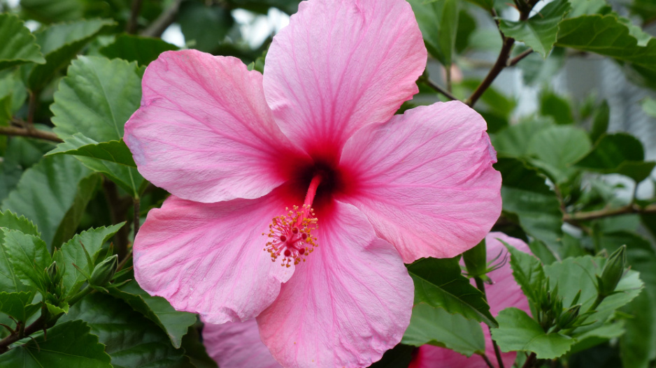 ibišek čínský (Hibiscus rosa-sinensis) 