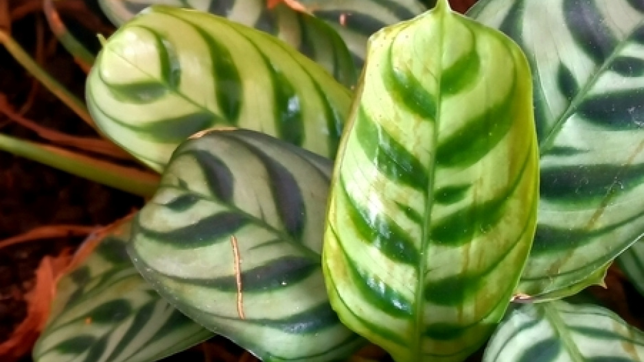 Kalatea zebrina