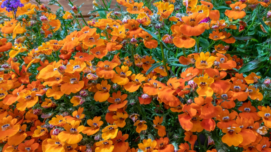 Hledíkovka (Nemesia) 