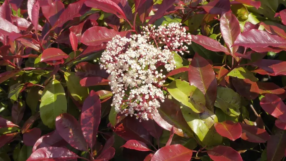 Blýskavka (Photinia) Blýskavka (Photinia)