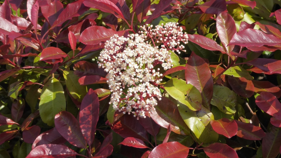 Blýskavka (Photinia)