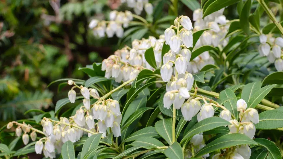 Pieris japonský (Pieris japonica)  Pieris japonský (Pieris japonica)
