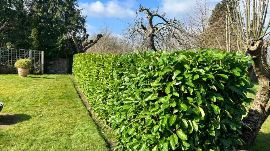 Bobkovišeň (Prunus laurocerasus) Bobkovišeň (Prunus laurocerasus)