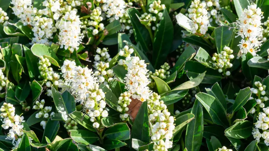 Bobkovišeň (Prunus laurocerasus) Bobkovišeň (Prunus laurocerasus)