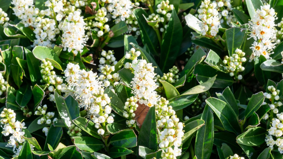 Bobkovišeň (Prunus laurocerasus)