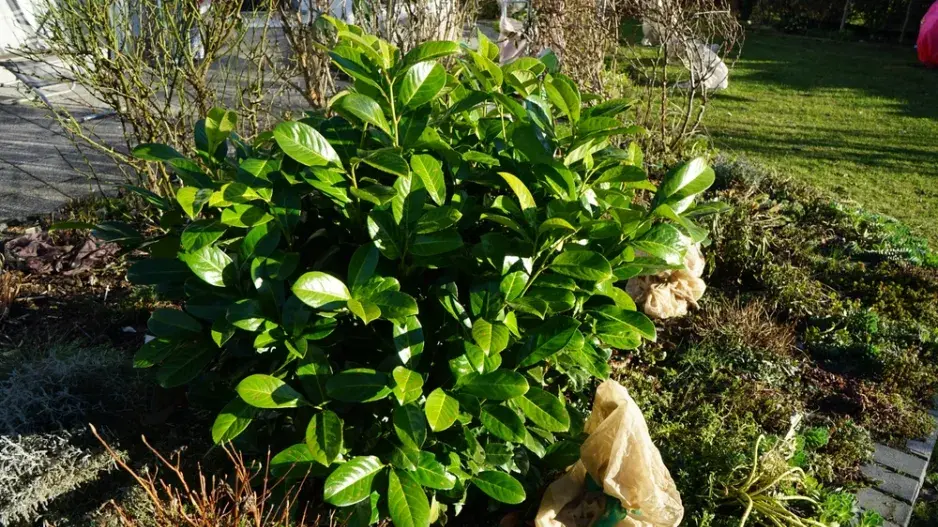 Bobkovišeň (Prunus laurocerasus) Bobkovišeň (Prunus laurocerasus)