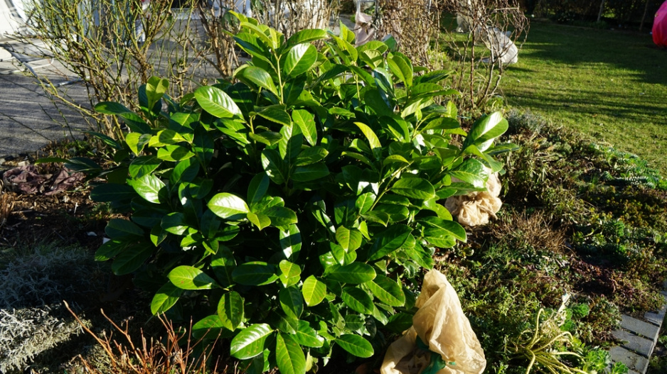 Bobkovišeň (Prunus laurocerasus)
