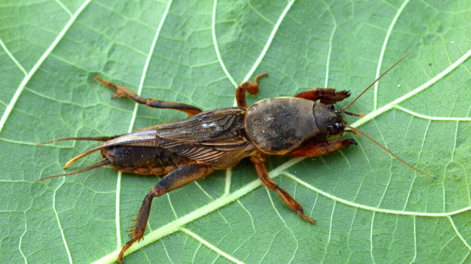 krtonožka