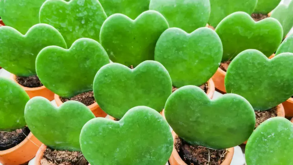 Srdíčková voskovka (Hoya kerrii)