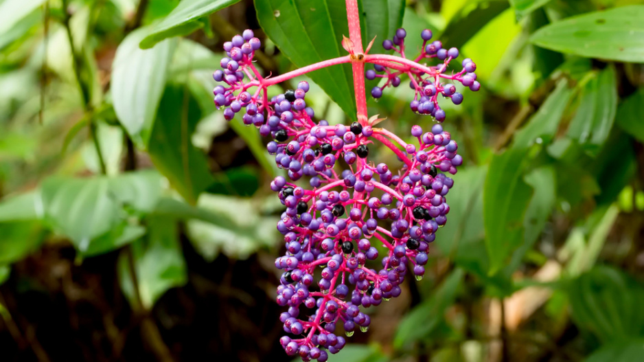 Tupoušek sloní, tupoušek pyšný, medinila (Medinilla magnifica)