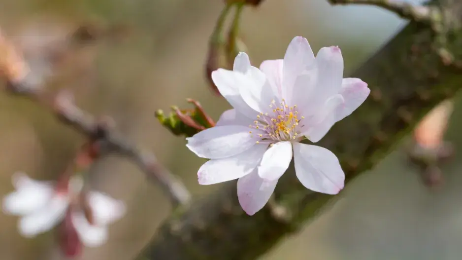 Slivoň chloupkatá (Prunus subhirtella)