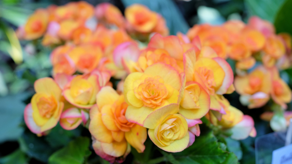 Begonie (Begonia elatior) 