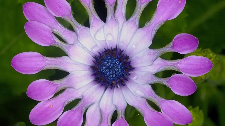 kapská kopretina neboli osteospermum