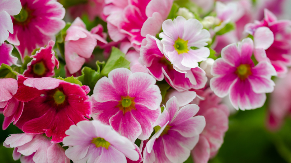 Prvosenka nálevkovitá (Primula obconica)