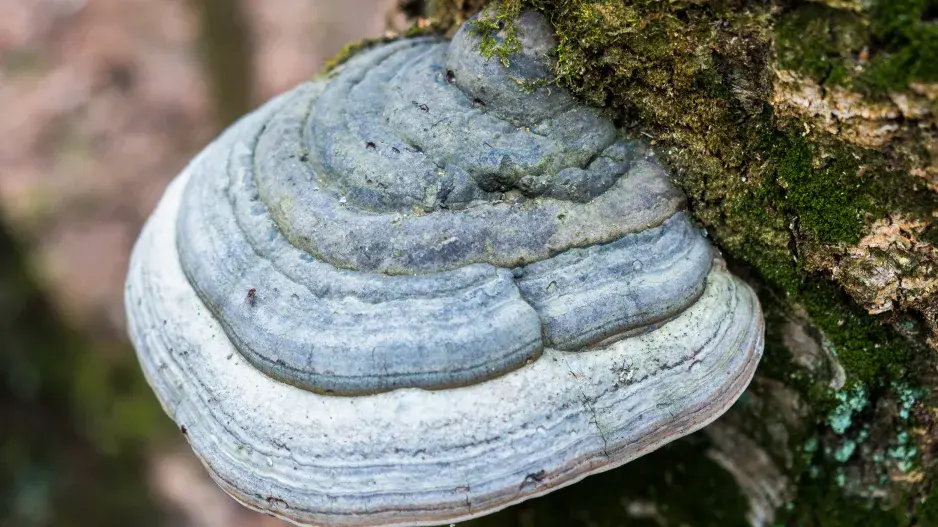 Choroše na ovocných stromech