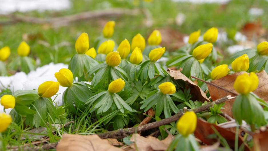 Talovín (Eranthis hyemalis)