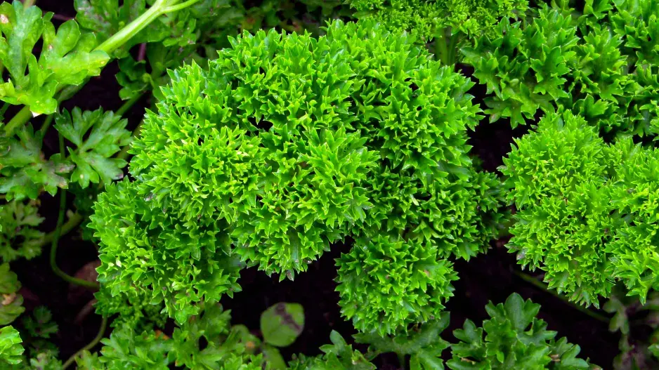 petržel kadeřavá neboli kudrnka