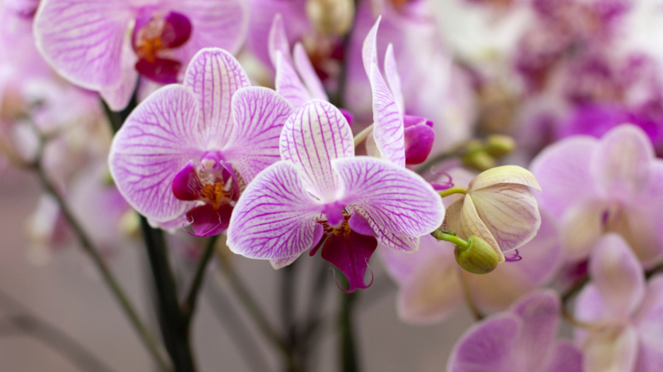 orchidej