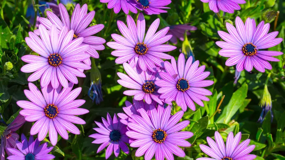 kapská kopretina neboli osteospermum