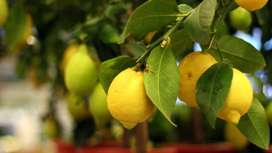 citrus