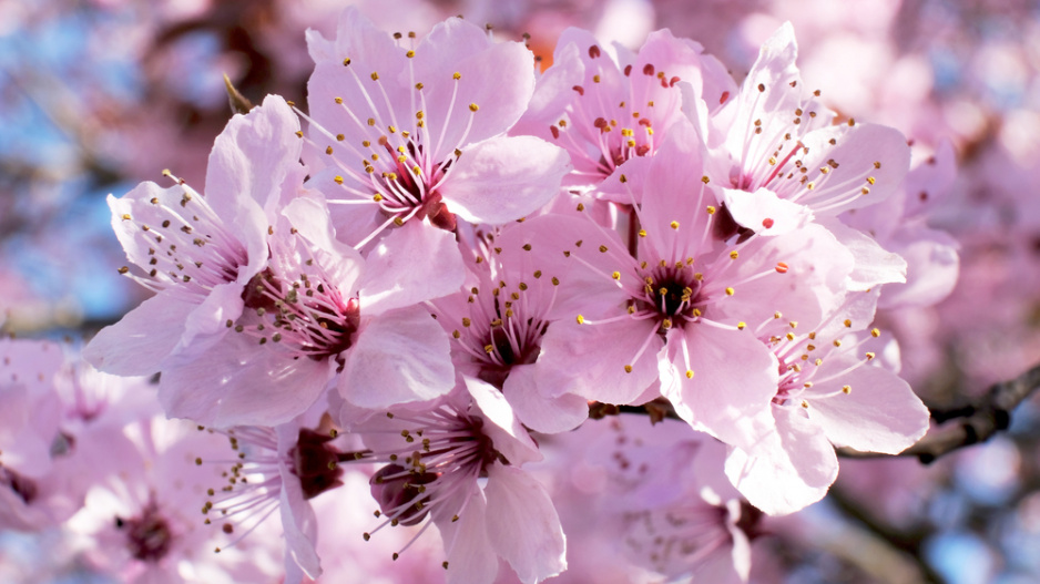 Slivoň chloupkatá (Prunus subhirtella) 