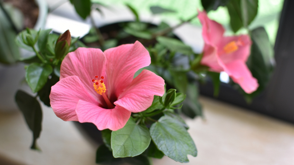 ibišek čínský (Hibiscus rosa-sinensis) 