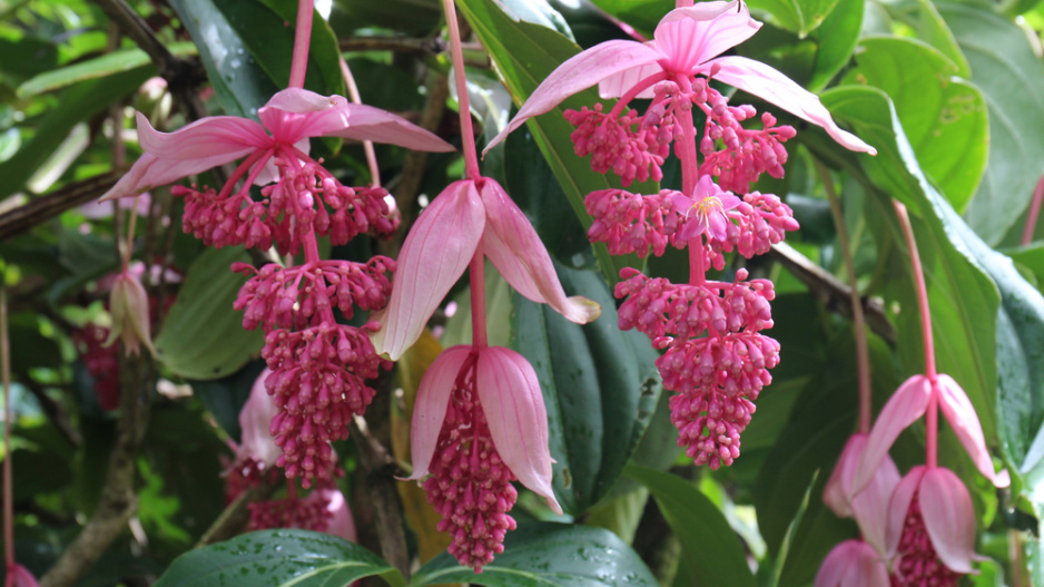 Tupoušek sloní, tupoušek pyšný, medinila (Medinilla magnifica)
