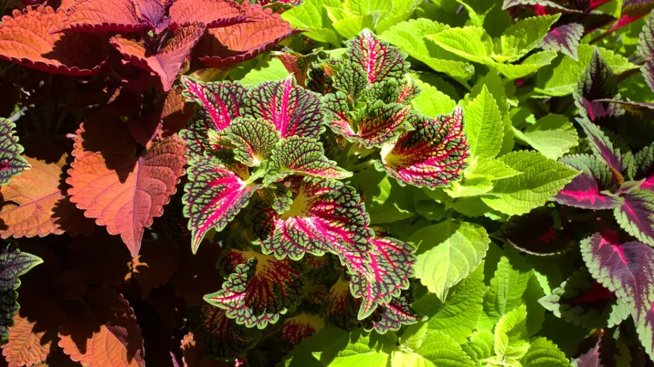 Africká kopřiva (Coleus blumei)  Africká kopřiva (Coleus blumei)