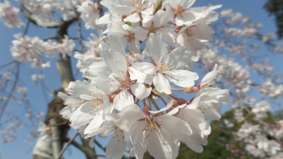 Slivoň chloupkatá (Prunus subhirtella) 