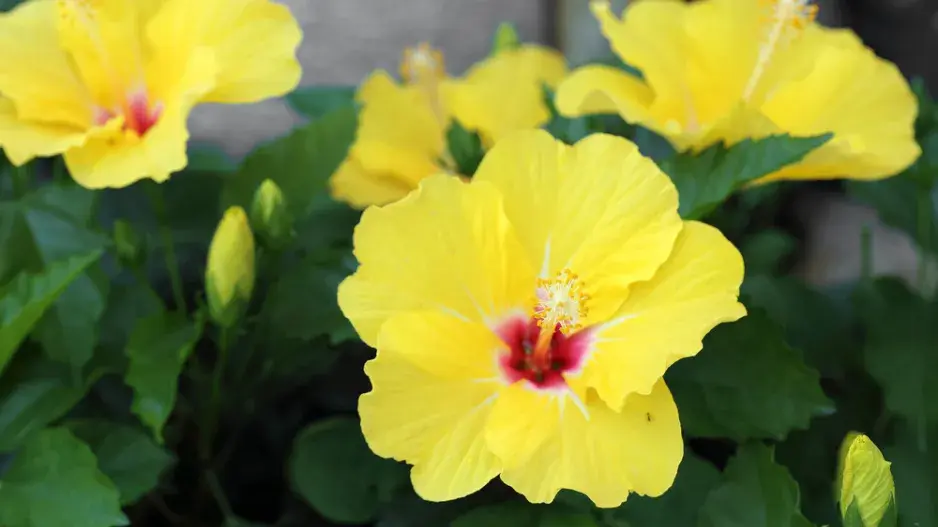 ibišek čínský (Hibiscus rosa-sinensis) 
