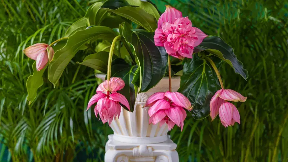 Tupoušek sloní, tupoušek pyšný, medinila (Medinilla magnifica)